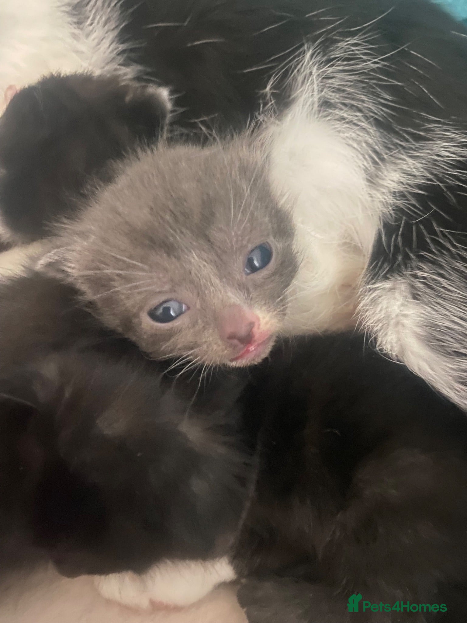 Mixed Breed cats 6 beautiful kittens - Advert 15