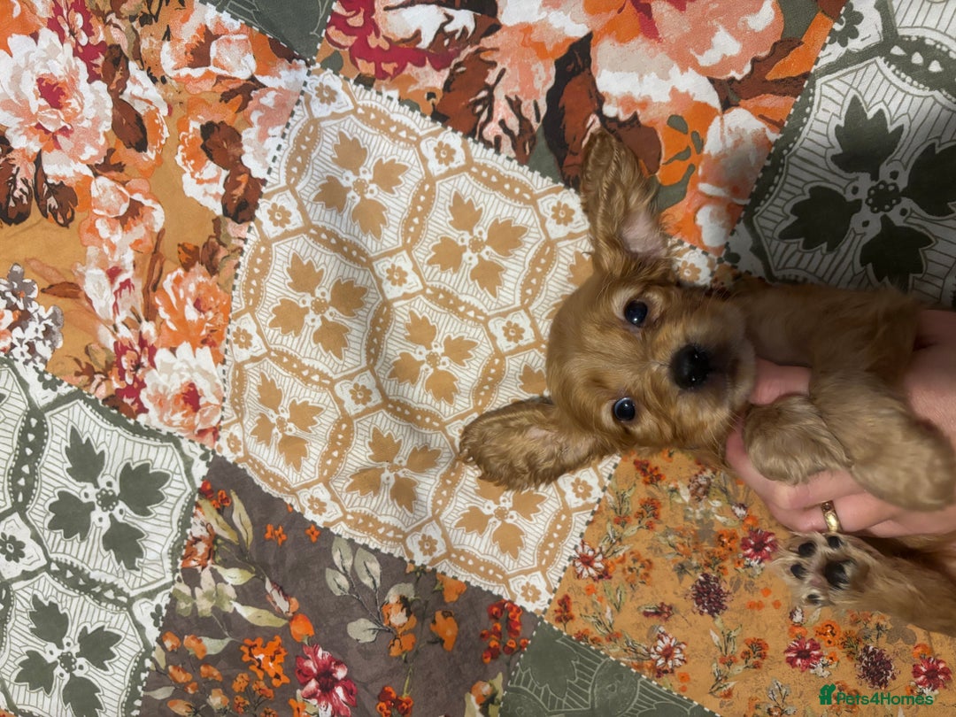 Cocker Spaniel dogs for sale: Cocker spaniel puppies  - Image 5