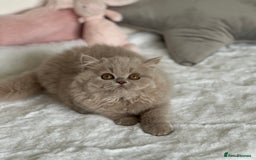 British Longhair cats for sale: Ready 🐻British Longhair chunky kittens💎🧸 - Image 15