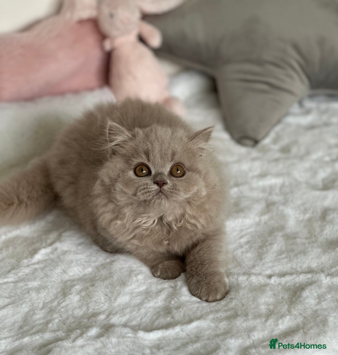 British Longhair cats for sale: Ready 🐻British Longhair chunky kittens💎🧸 - Image 15
