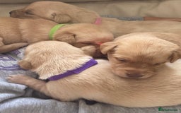 Labrador Retriever dogs for sale: LABRADOR PUPPIES - Image 9