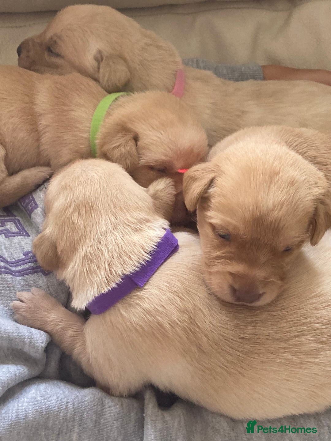 Labrador Retriever dogs for sale: LABRADOR PUPPIES - Image 9