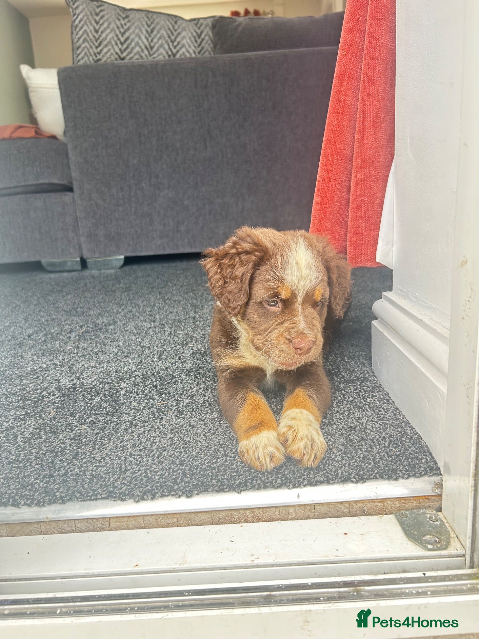 Olde English Bulldogge dogs Olde English fluffy Bulldogge puppies  - Advert 2