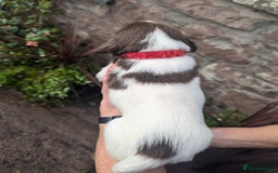 English Springer Spaniel dogs for sale: Springer Spaniel Puppies for sale - Image 10