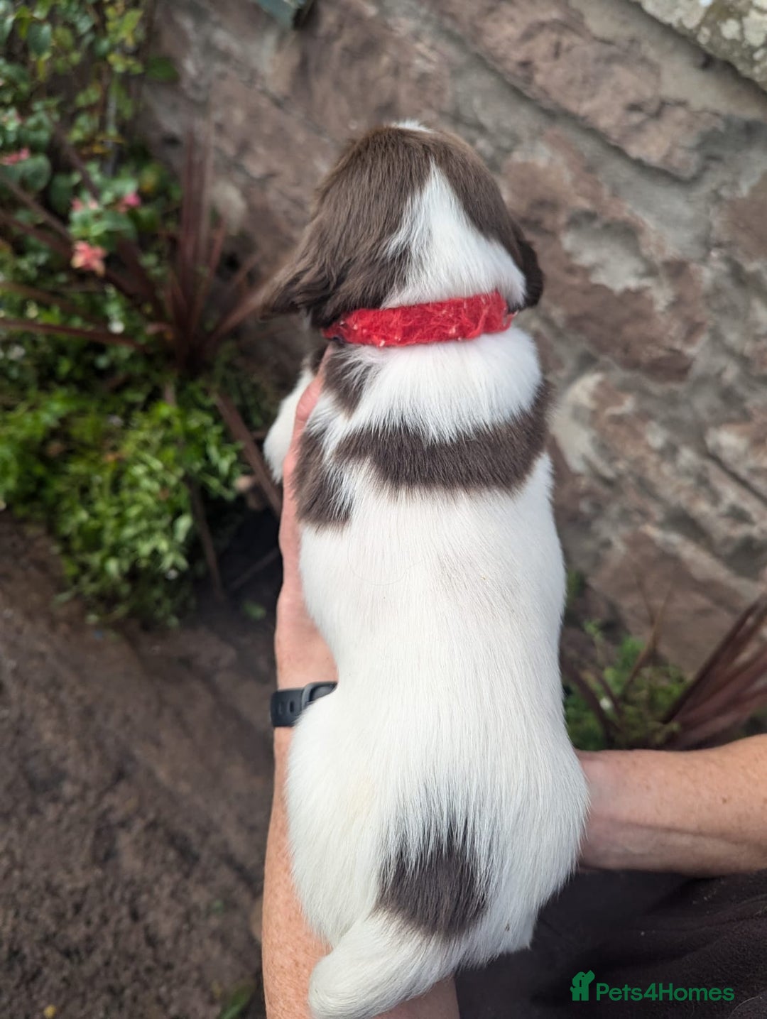 English Springer Spaniel dogs for sale: Springer Spaniel Puppies for sale - Image 10