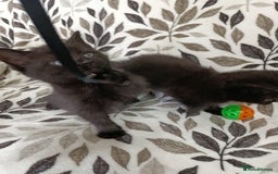 British Shorthair cats for sale: Beautiful kittens - Image 5