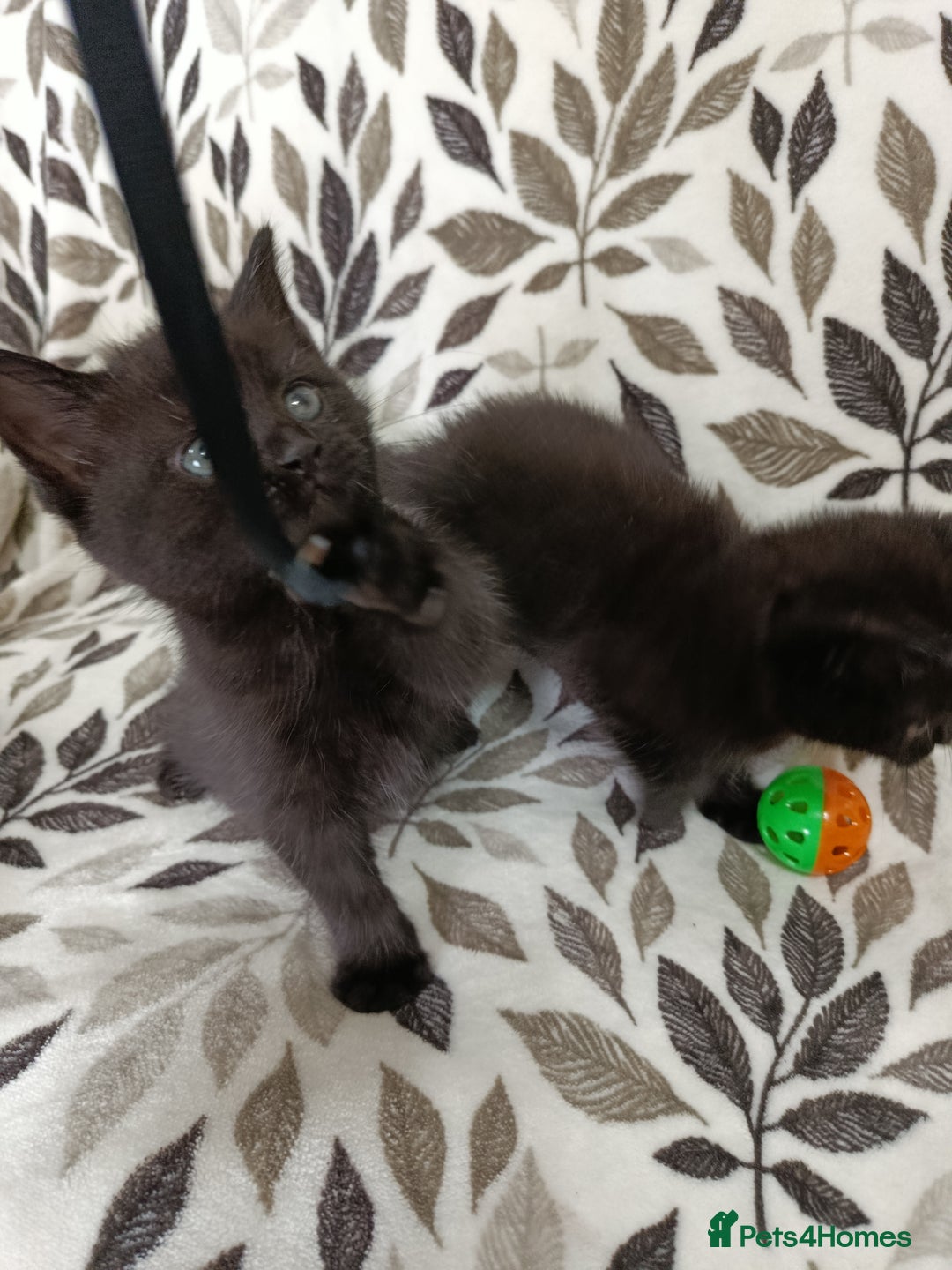 British Shorthair cats for sale: Beautiful kittens - Image 5