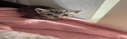 Mixed Breed cats for sale: Beautiful boy kittens  in Kilmarnock - Advert 7