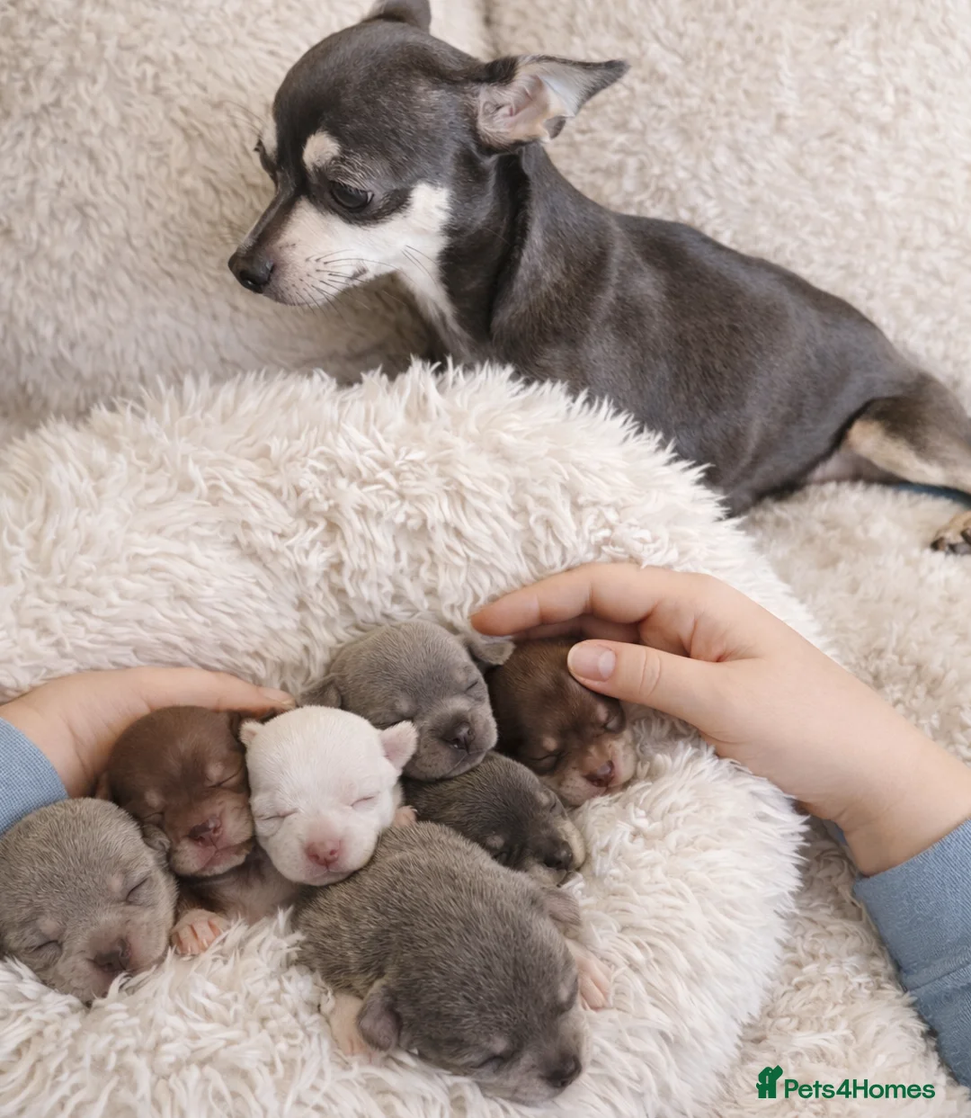 Chihuahua dogs for sale: Tiny Chihuahua Puppies – Сhristmаs Babies - Advert 17