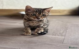 Bengal cats for sale: Charcoal Bengal Kittens  in Runcorn - Image 1