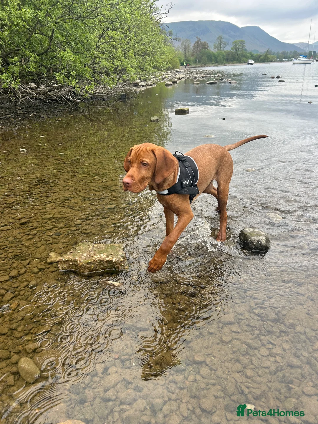 Hungarian Vizsla dogs for sale: 7 month Hungarian Vizsla  - Advert 2