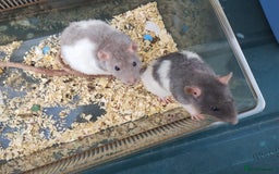 Rat rodents for sale: Male and female rats looking for new homes  - Image 5