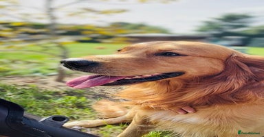 Golden Retriever dogs - Advert 1