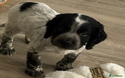 Sprocker dogs for sale: Sprocker spaniels  - Image 2