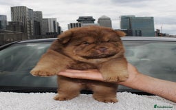 Chow Chow dogs for sale: CHOC🍫LILAC🌪️Champion KC reg🏆 pedigree chow chow - Image 8