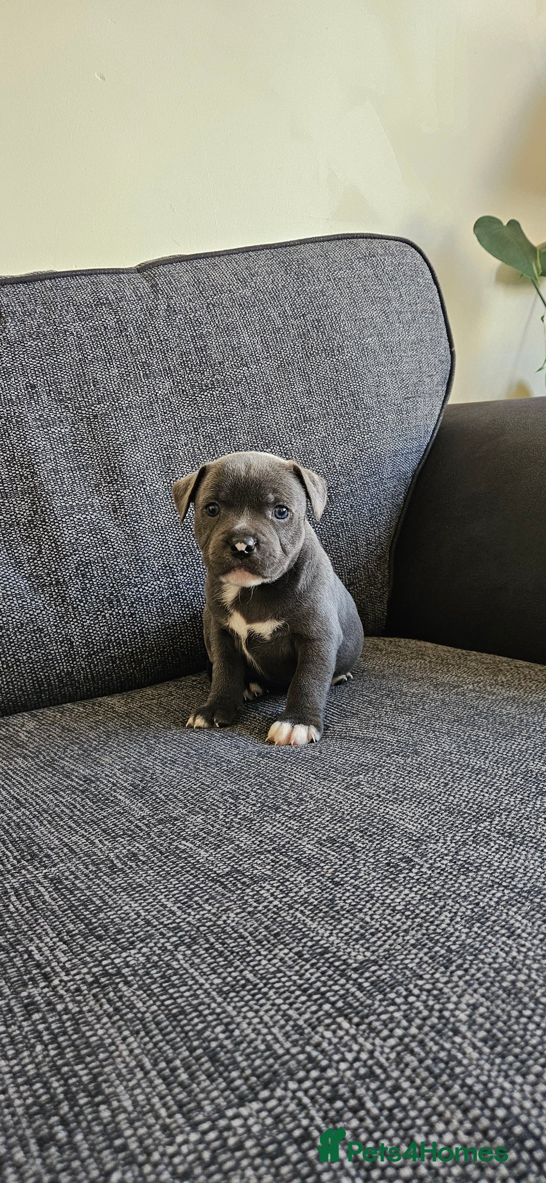 Staffordshire Bull Terrier dogs for sale: Blue&white and white&blue staffie pups - Image 15