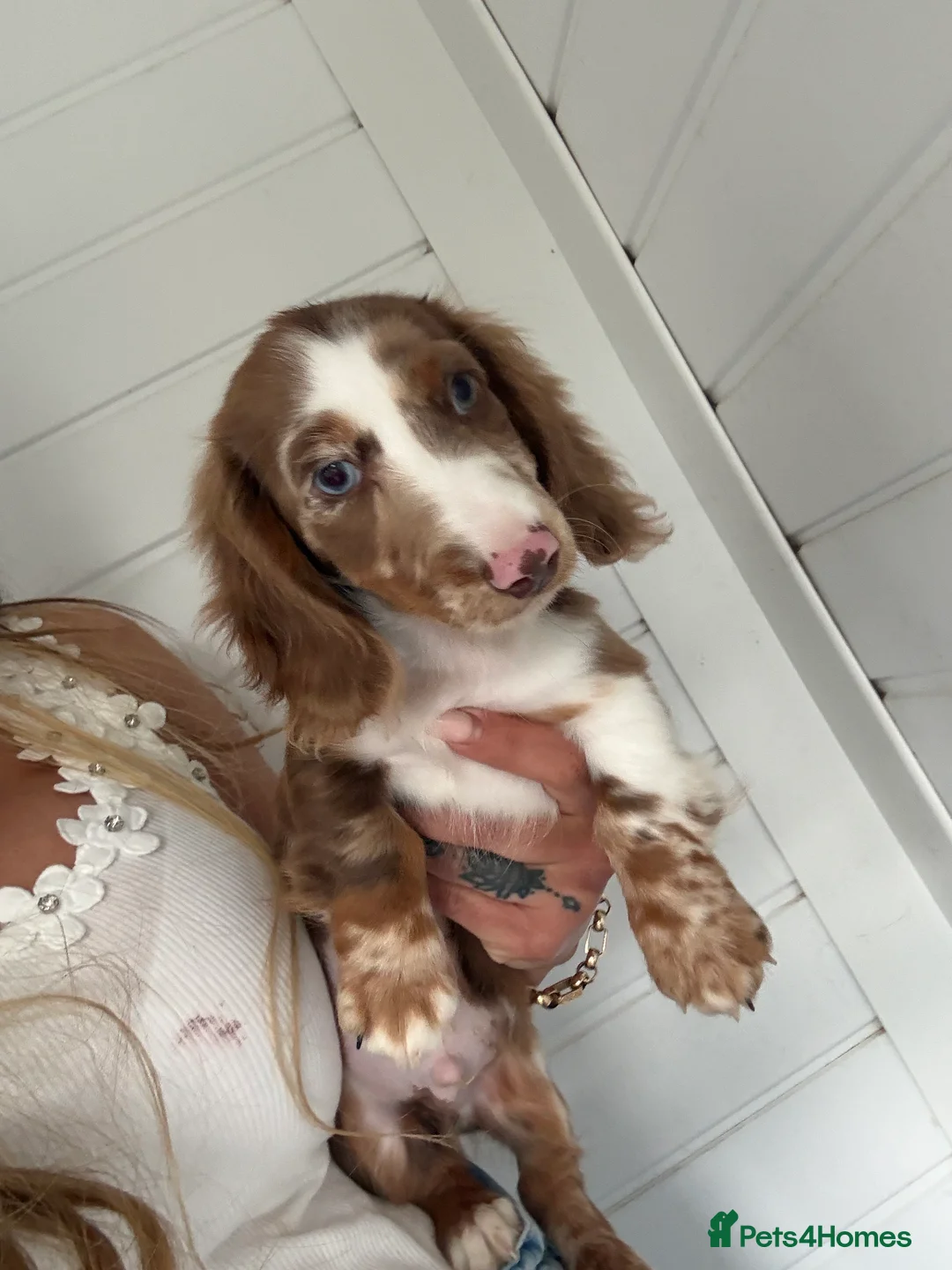 Miniature Dachshund dogs for sale: Long haired miniature Dachshund puppies - Advert 22