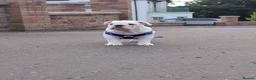 English Bulldog dogs for sale: English Bulldog Puppy  - Advert 3