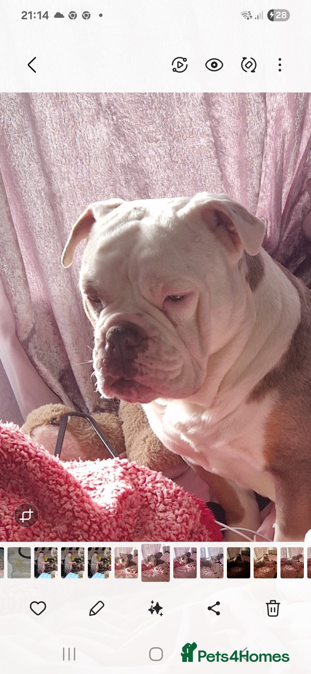 Old Tyme Bulldog dogs for sale: Old tym bulldog puppies  - Advert 14