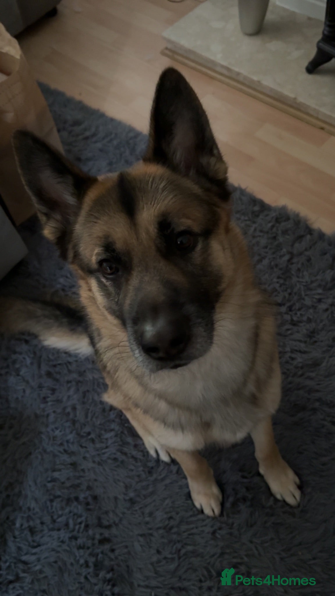 German Shepherd dogs Blue  - Advert 2
