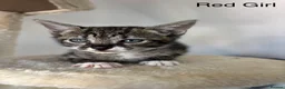 Savannah cats for sale: F4 Savannah x British Shorthair Kittens Available in Northampton - Advert 6