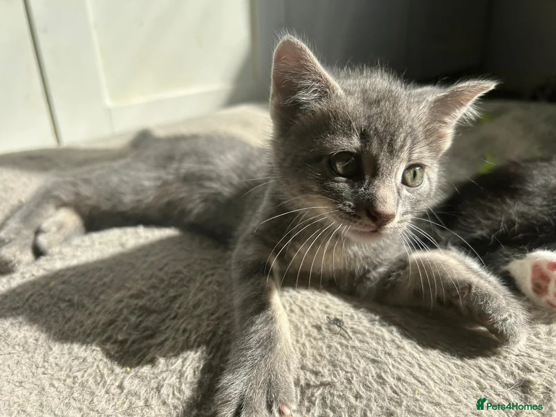 Mixed Breed cats for sale: 3 kittens for sale  - Advert 1