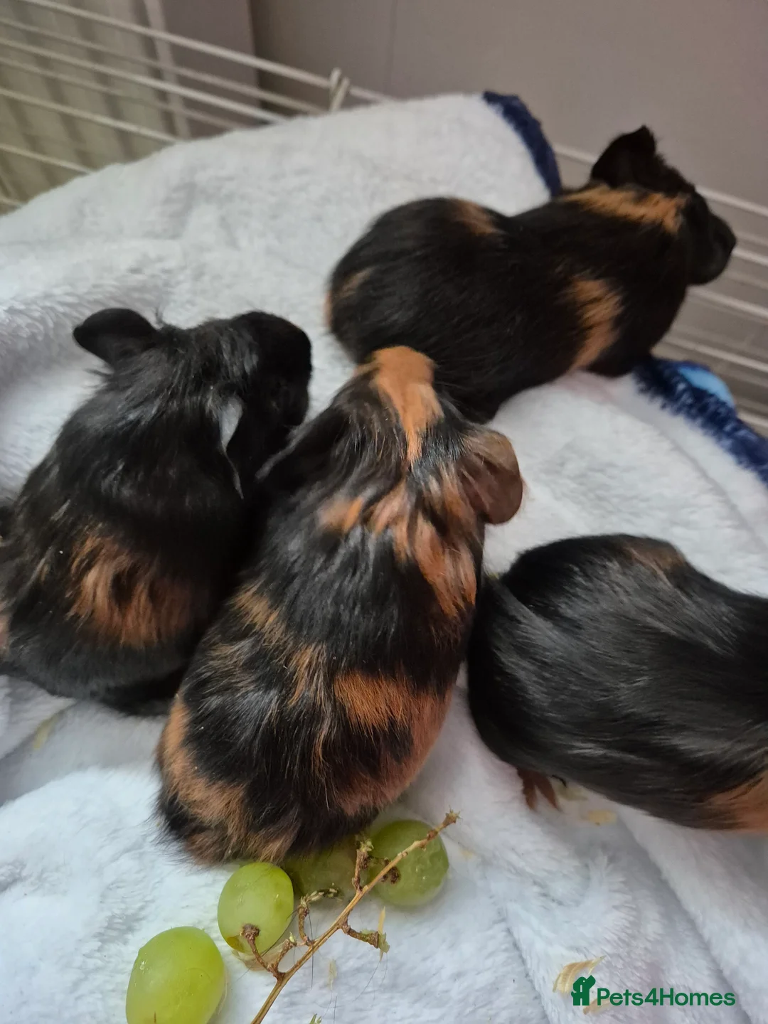 Guinea Pig rodents for sale: 2 female guinea pigs - Advert 7