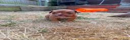 American Bully dogs for sale: OPEN TO OFFERS! ABKC ready now! - Advert 7