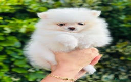 Pomeranian dogs for sale: 3 Gorgeous Pomeranian Puppies-Ready for New Homes - Image 19
