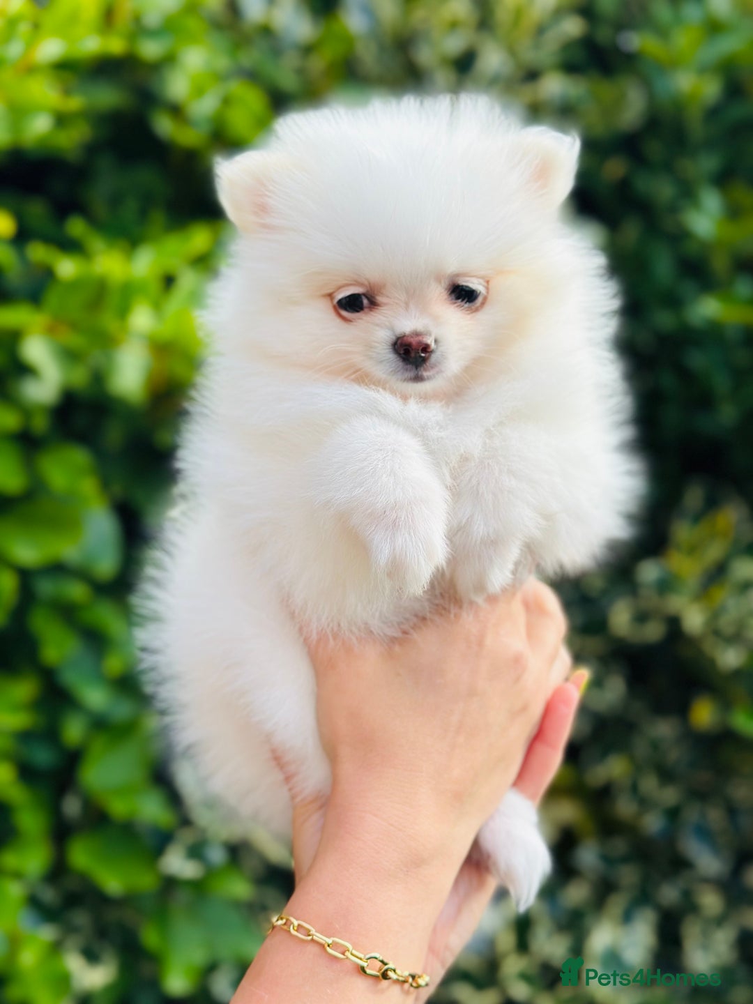 Pomeranian dogs for sale: 3 Gorgeous Pomeranian Puppies-Ready for New Homes - Image 19