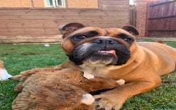 English Bulldog dogs for sale: English bulldog - Image 6