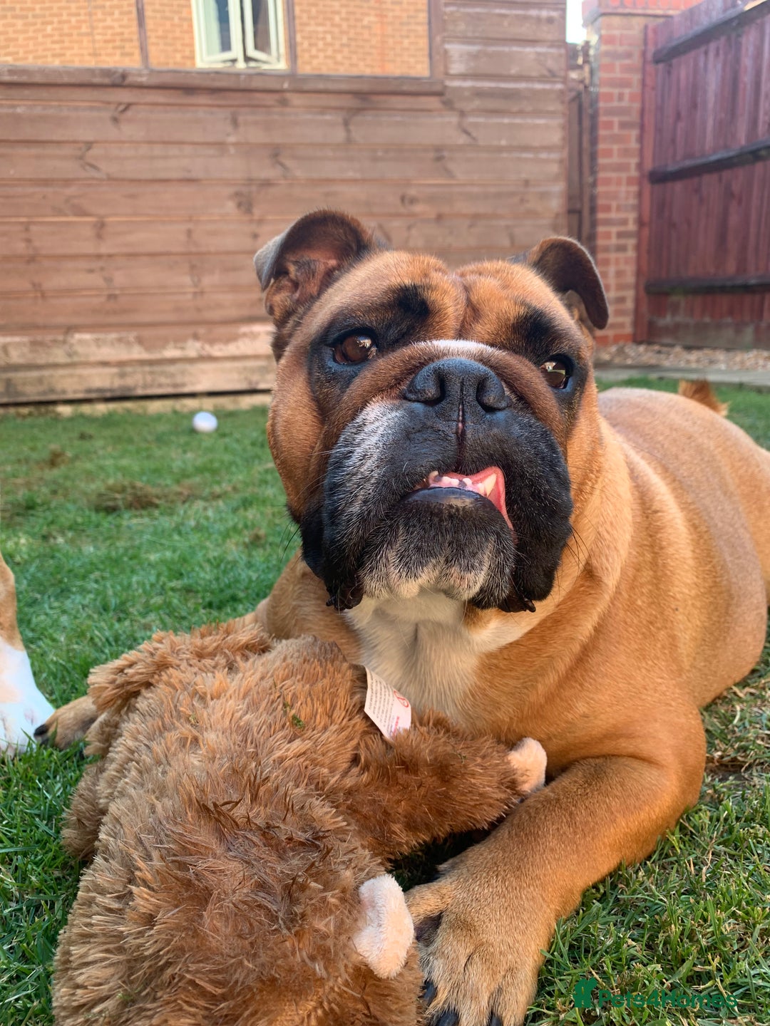 English Bulldog dogs for sale: English bulldog - Image 6