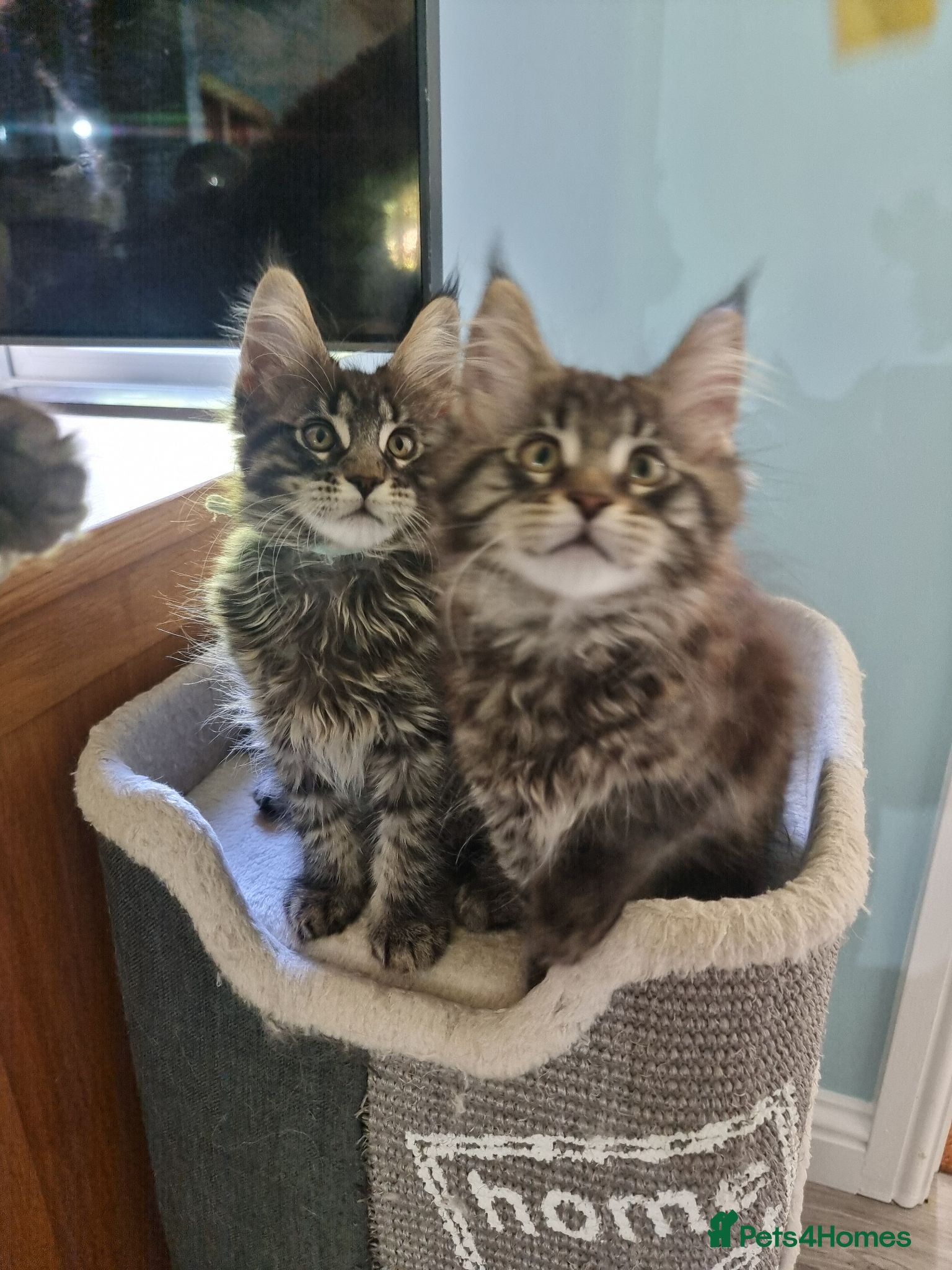 Maine Coon cats Pedigree GCCF Registered Maine Coon Kittens - Advert 2