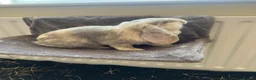 Mixed Breed rabbits for sale: Beautiful bonded rabbit pair in Cradley Heath - Advert 3
