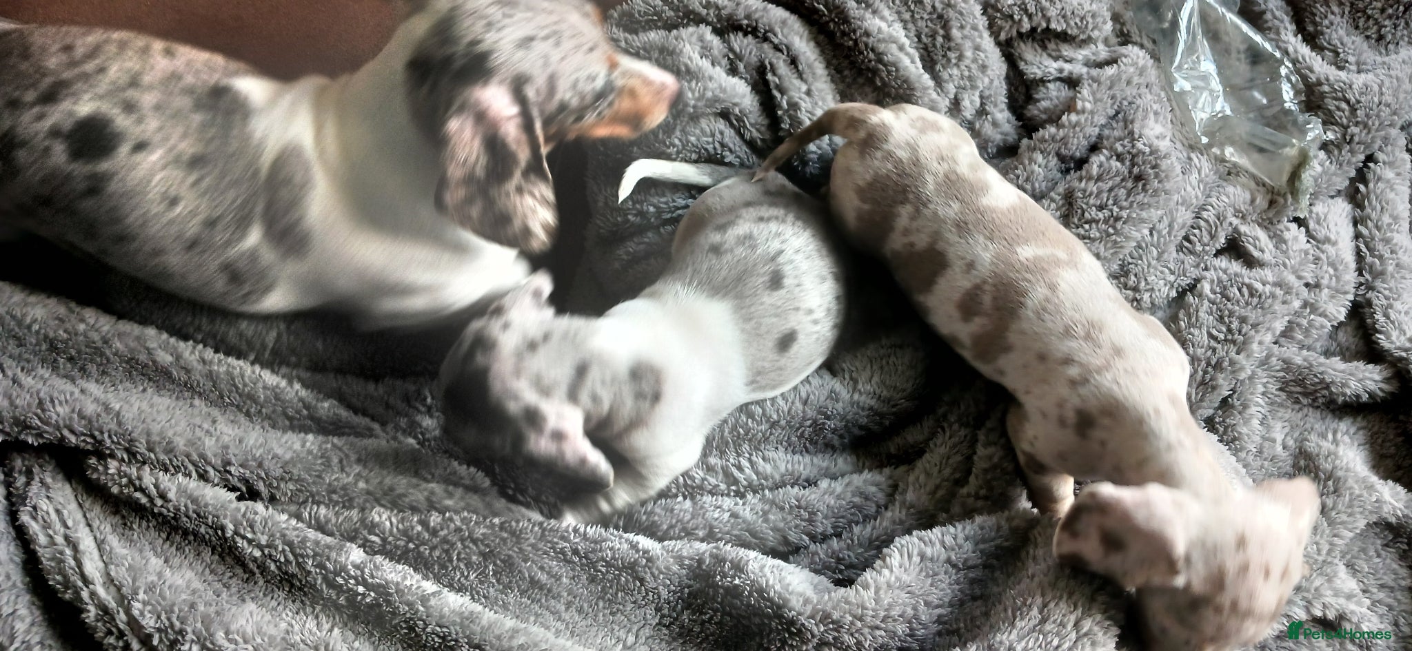 Miniature Dachshund dogs 2 Beautiful Mini Dachshund Girls - Advert 5