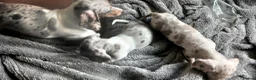 Miniature Dachshund dogs for sale: 2 Beautiful Mini Dachshund Girls - Advert 1