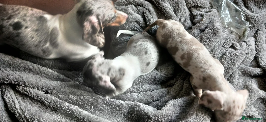 Miniature Dachshund dogs for sale: 2 Beautiful Mini Dachshund Girls - Advert 1