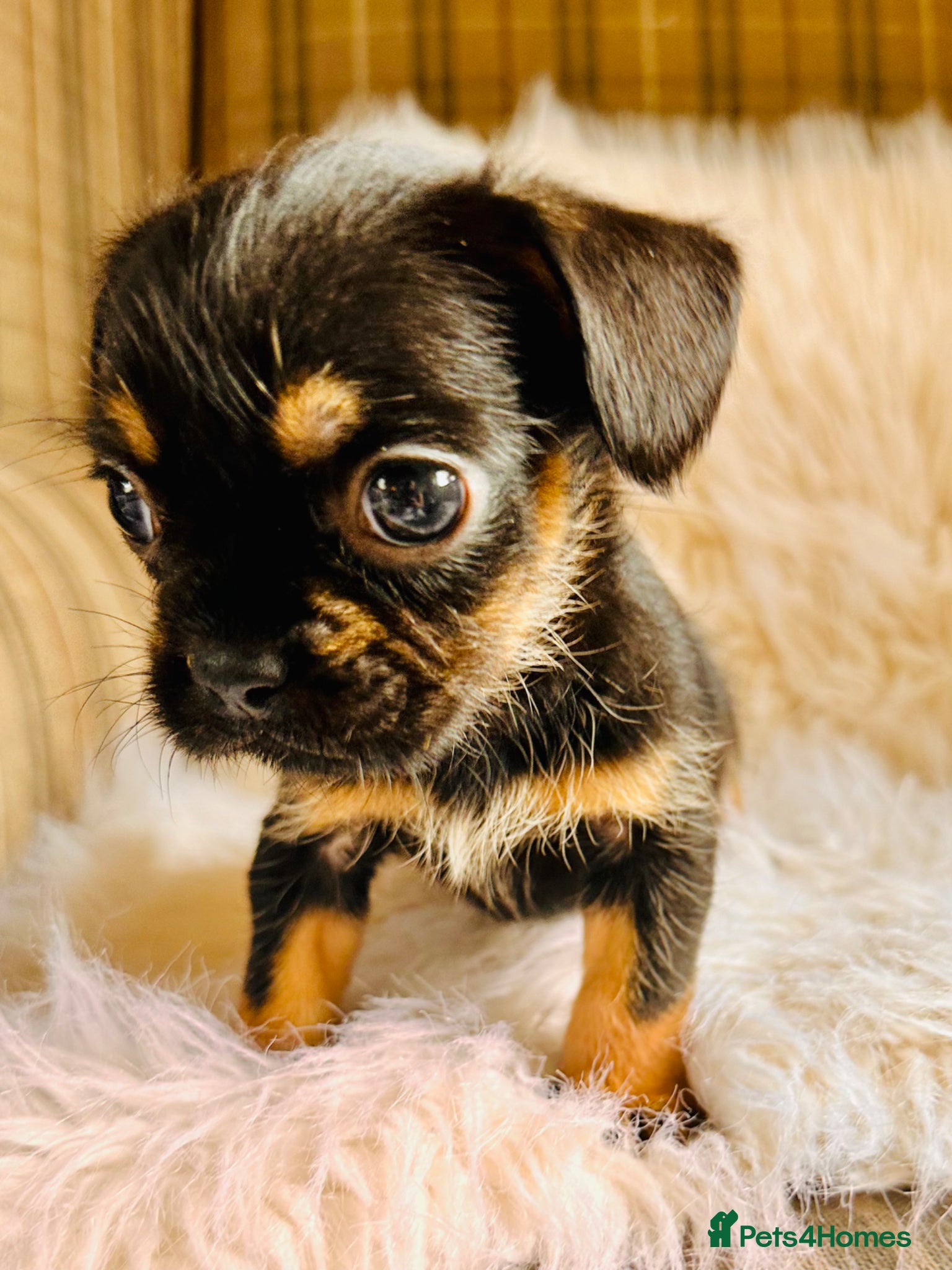 Mixed Breed dogs for sale: Shih Tzu x Frenchie pups - Advert 31