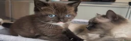 Siamese cats for sale: TWO SIAMESE GIRLS LEFT - Advert 7