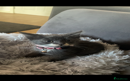 Mixed Breed cats for sale: Minnie  - Image 4