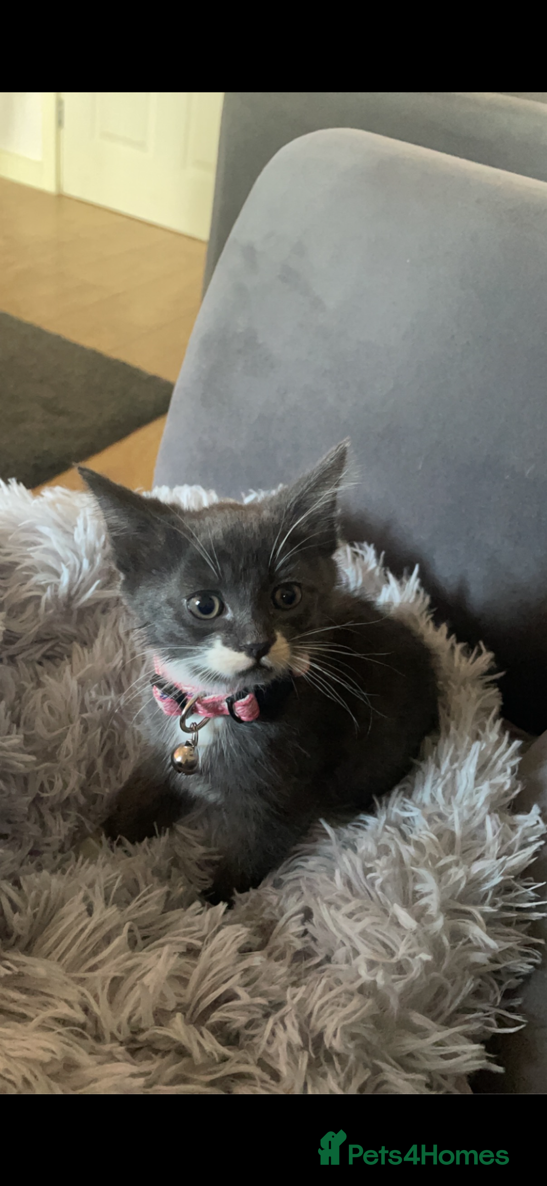 Mixed Breed cats for sale: Minnie  - Image 4