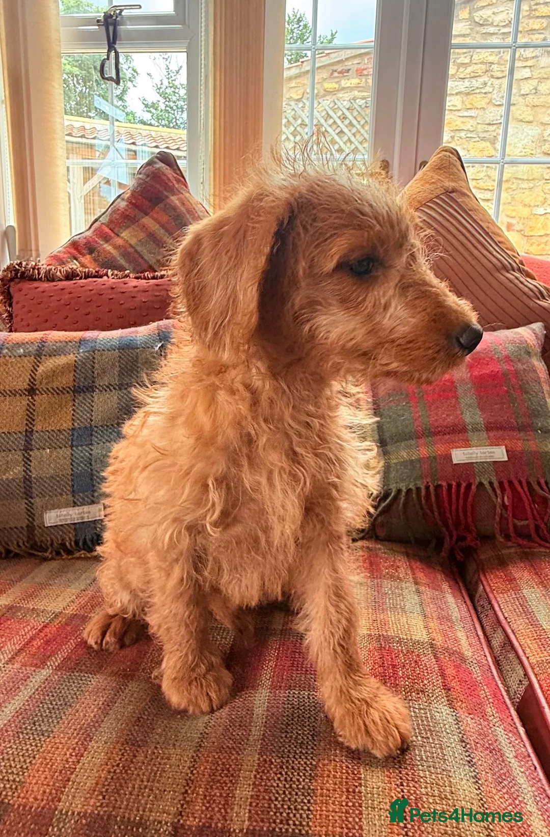 Labradoodle dogs for sale: extensively health clear F1b TOY labradoodle pup🐶 - Advert 2
