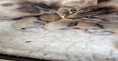 Ragdoll cats - Advert 11