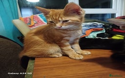 Mixed Breed cats for sale: 4 stunning kittens looking for their forever home. - Image 7