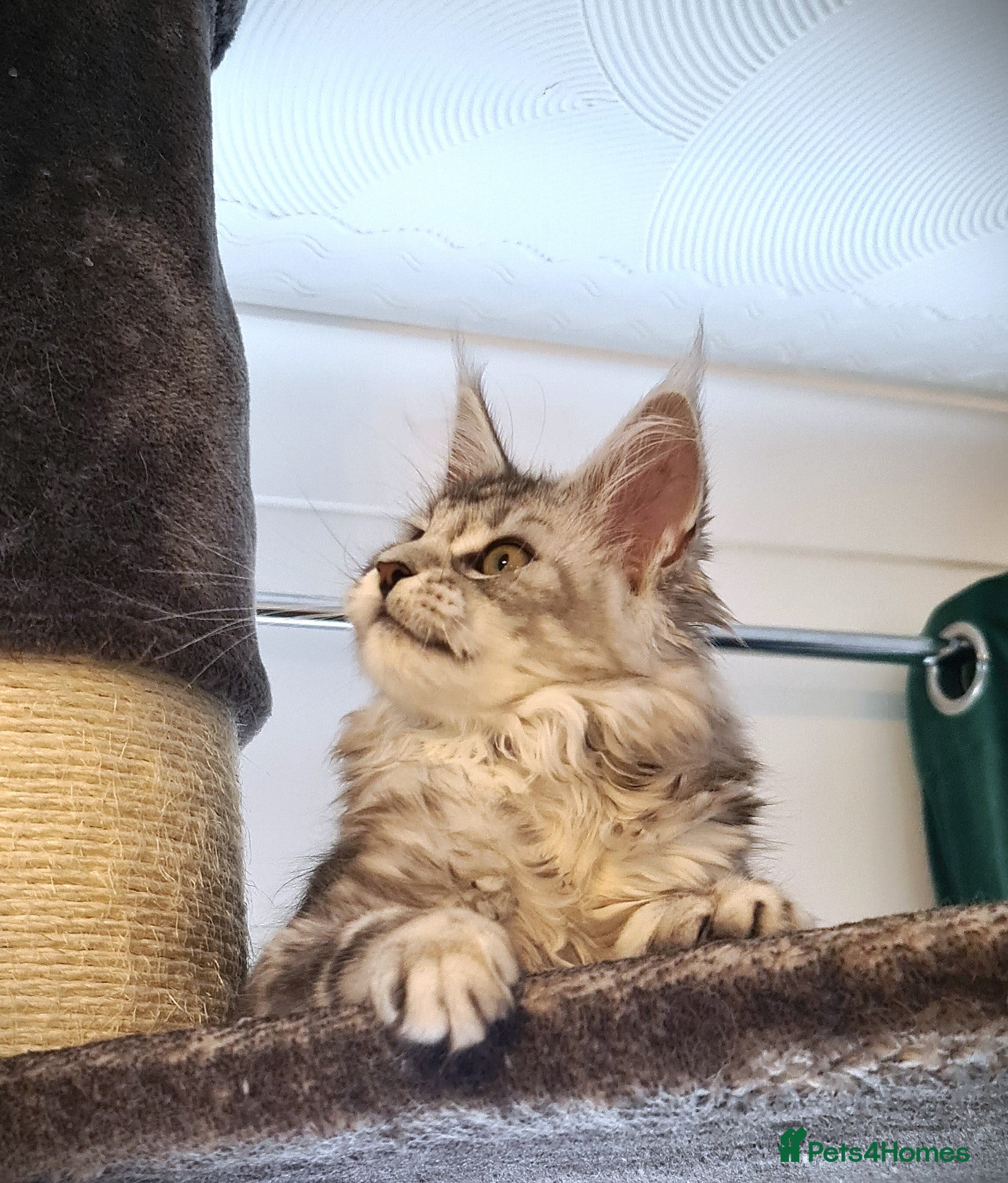 Maine Coon cats XL STUNNING PEDIGREE TICA REG MAINE COON KITTENS - Advert 16