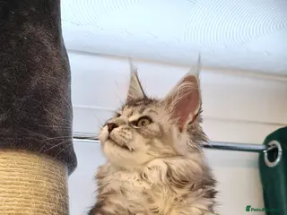 Maine Coon cats XL STUNNING PEDIGREE TICA REG MAINE COON KITTENS - Advert 16