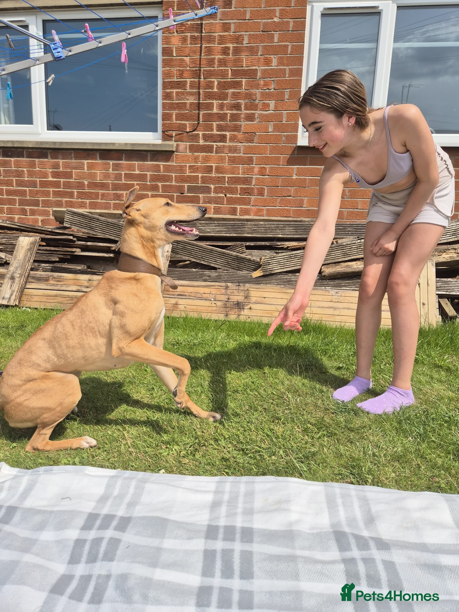 Greyhound dogs Lovely greyhound  - Advert 1