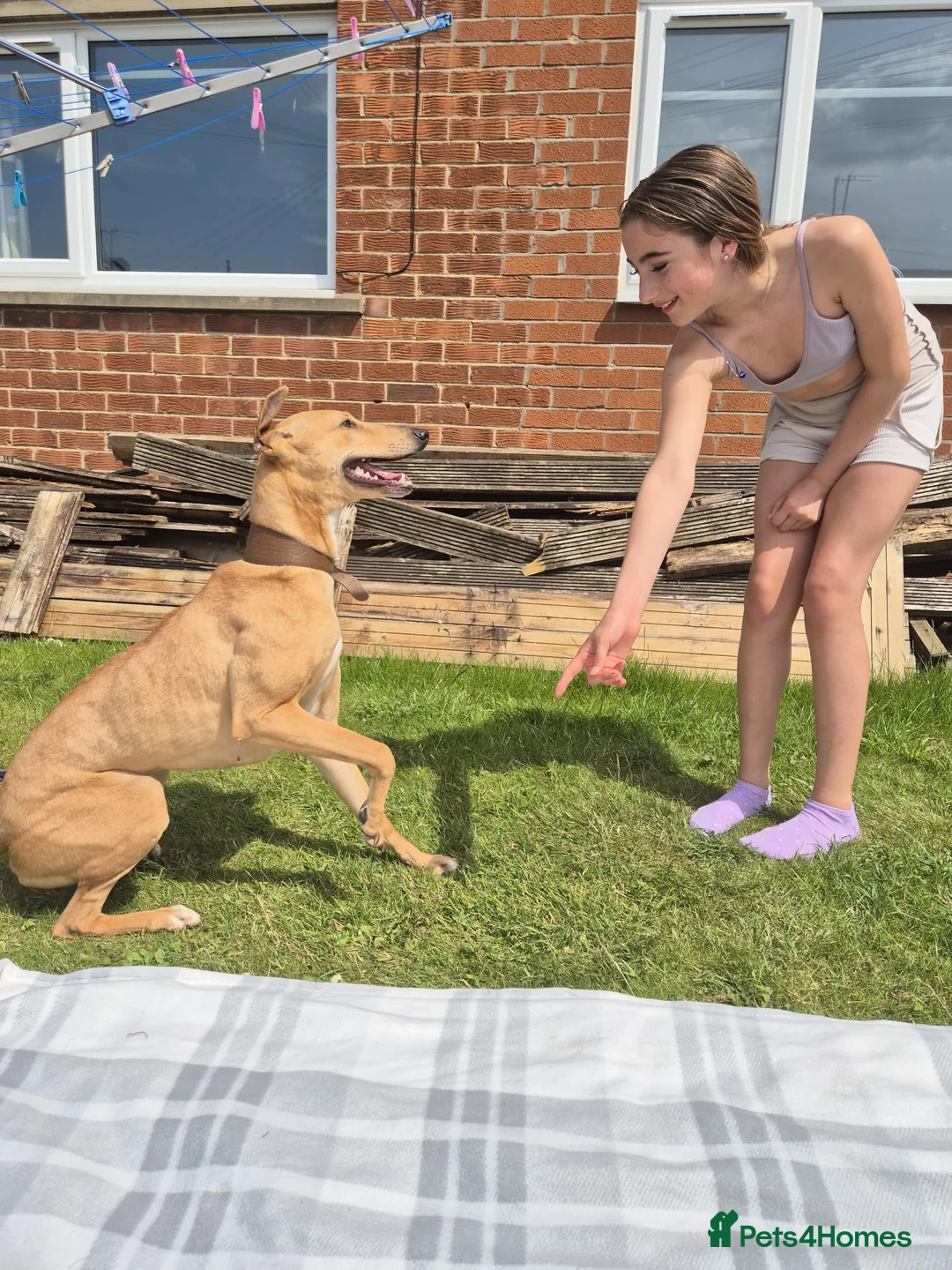 Greyhound dogs for sale: Lovely greyhound  - Advert 1