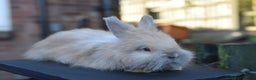 Angora rabbits for sale: French Imported Pedigree English Angoras - Advert 19