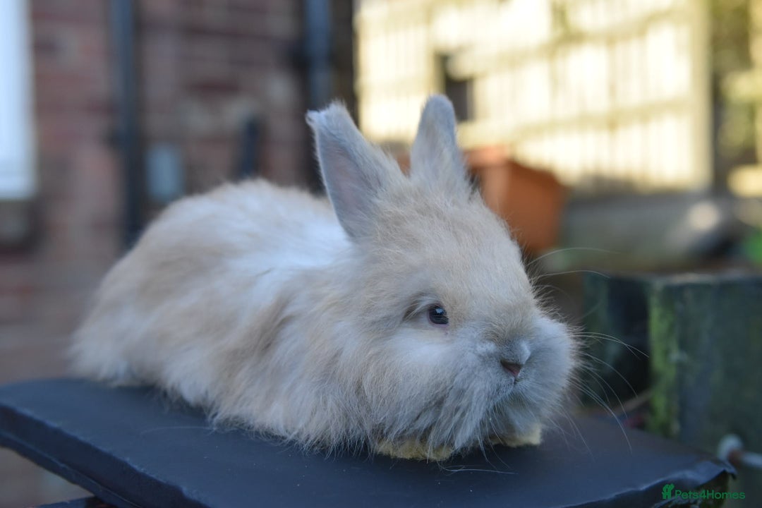 Angora rabbits for sale: French Imported Pedigree English Angoras - Advert 19